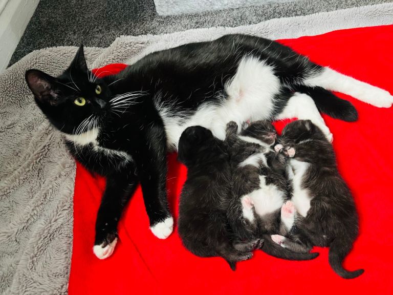 Kittens half Russian blue 