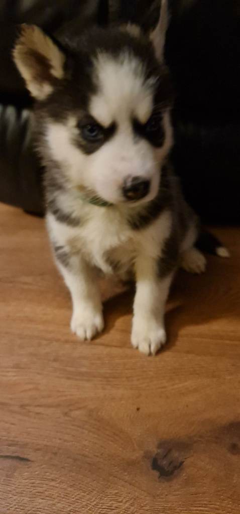 Outstanding Pure Siberian Husky Puppies 