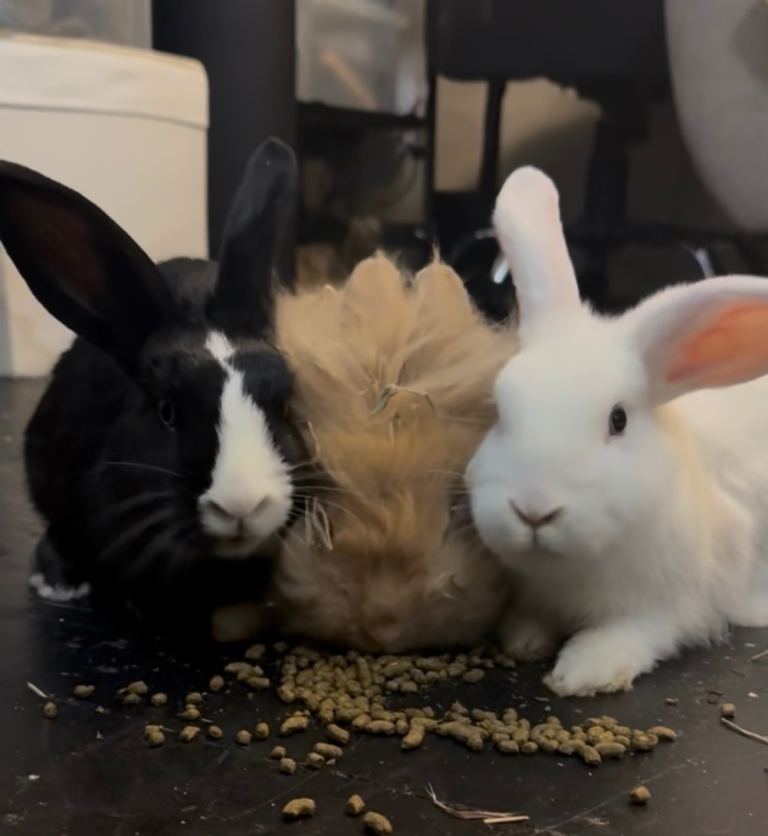 3 Beautiful rabbits looking for forever homes 