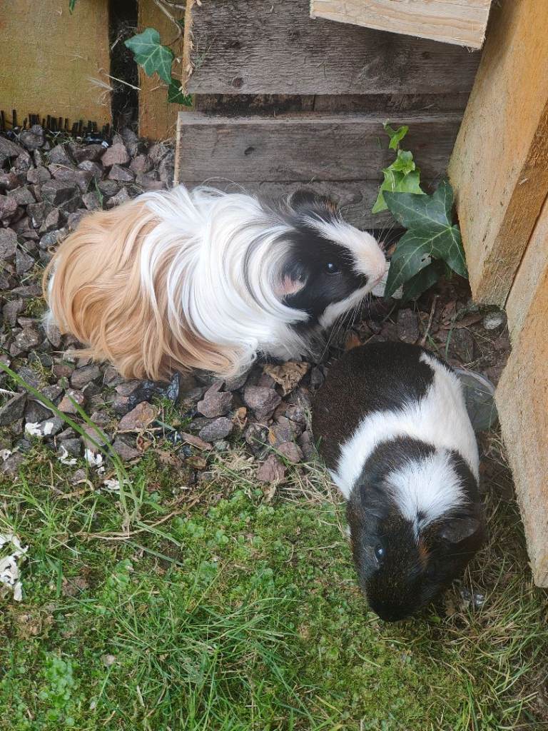 Ginue pigs x2