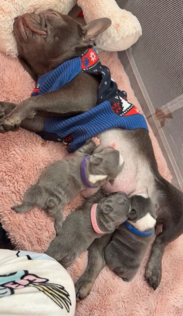 French Bulldog Puppies