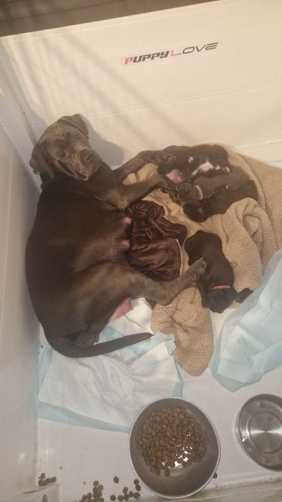 Beautiful Cane Corso Puppies – Ready for Loving Homes