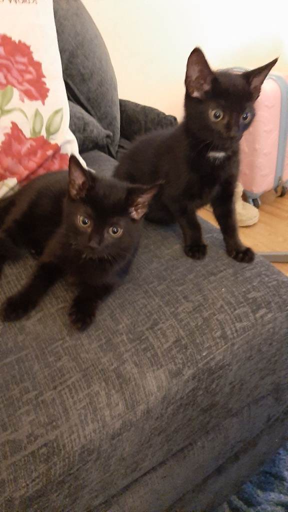 Kittens boys
