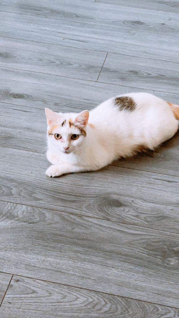 Junior female cat 