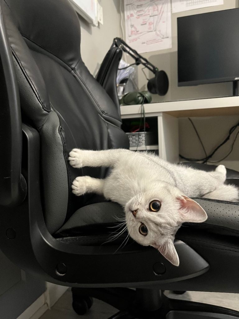 British shorthair kitten 