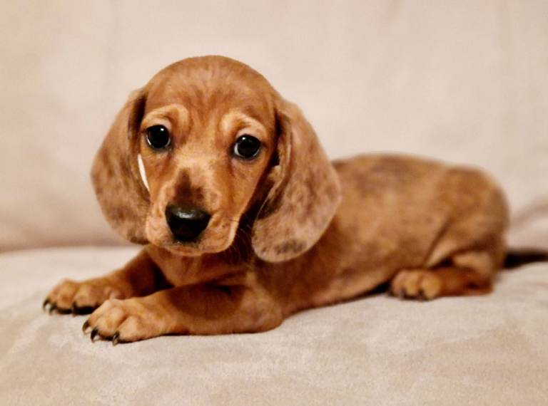 Mini Dachshund (red dapple)