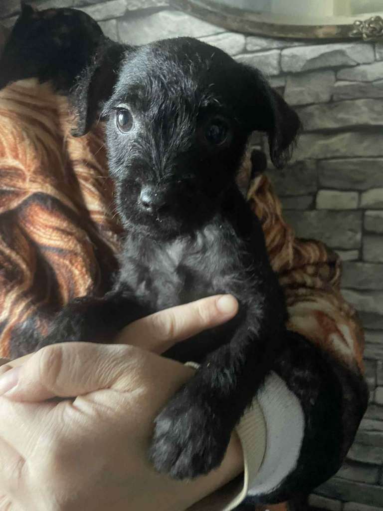Patterdale Terrier Female Pup!READY NOW!