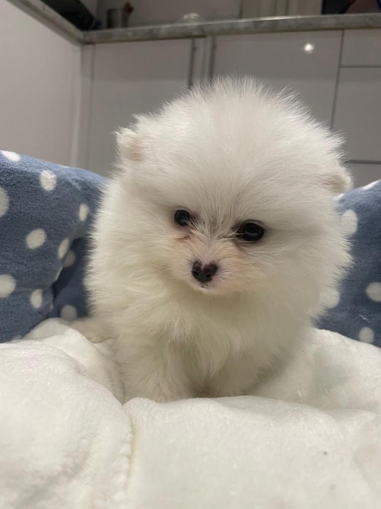 Gorgeous Pomeranian puppies for sale 