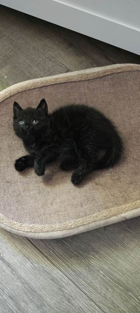Beautiful Black Kitten Looking for a Loving Home