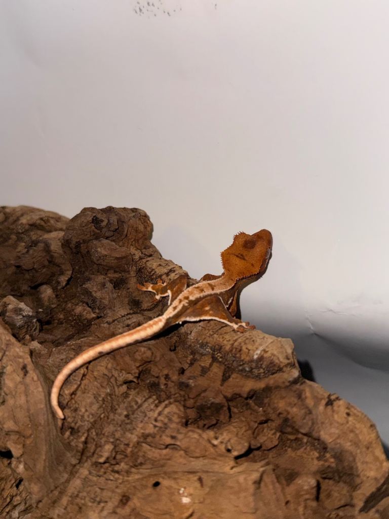 Baby Lilly White Crested Gecko 🦎 