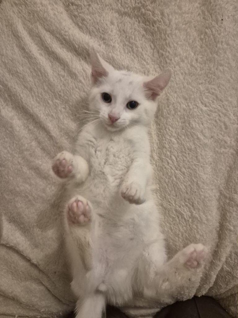 Adorable white female kitten **please read**