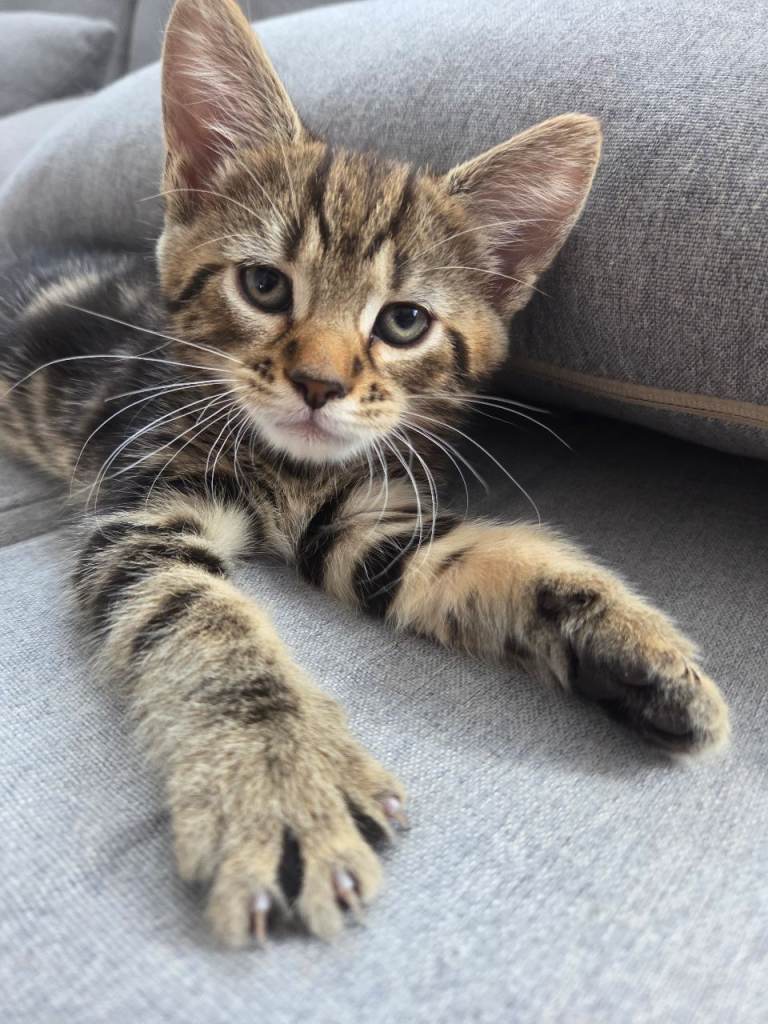 Maine coon cross kittens 