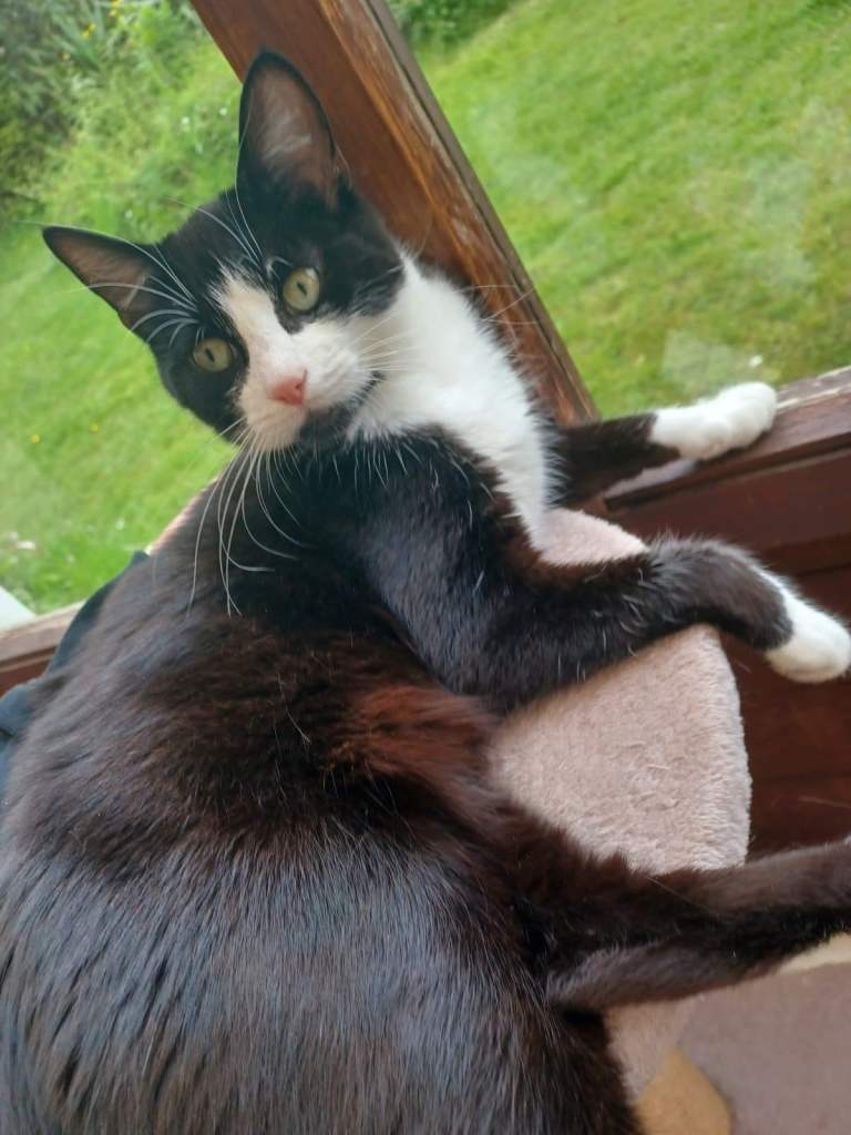 Black female cat looking for loving home