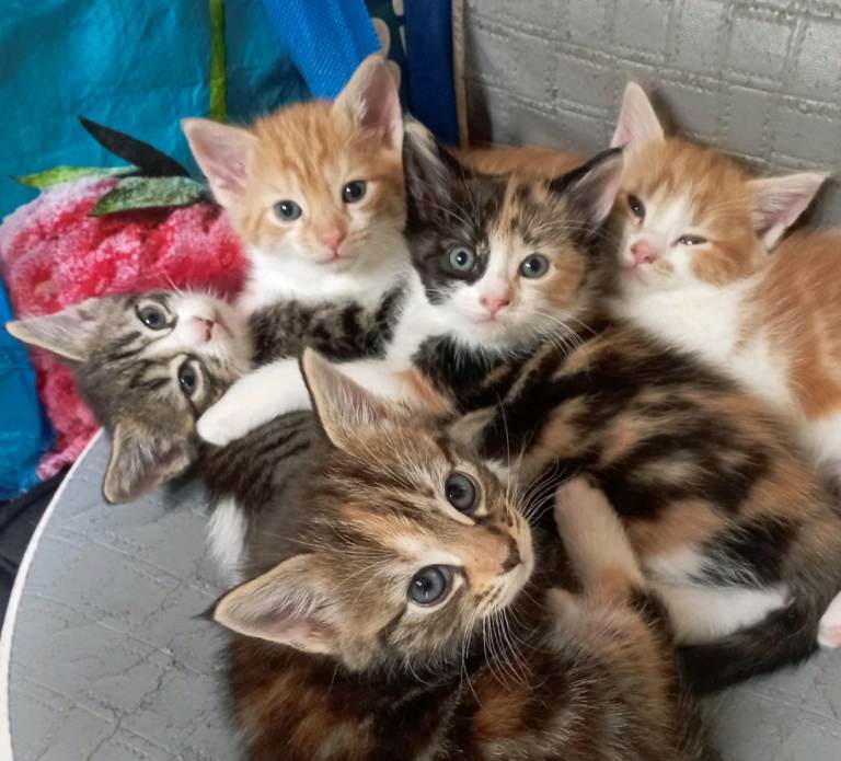 Beautiful Tabby Kittens