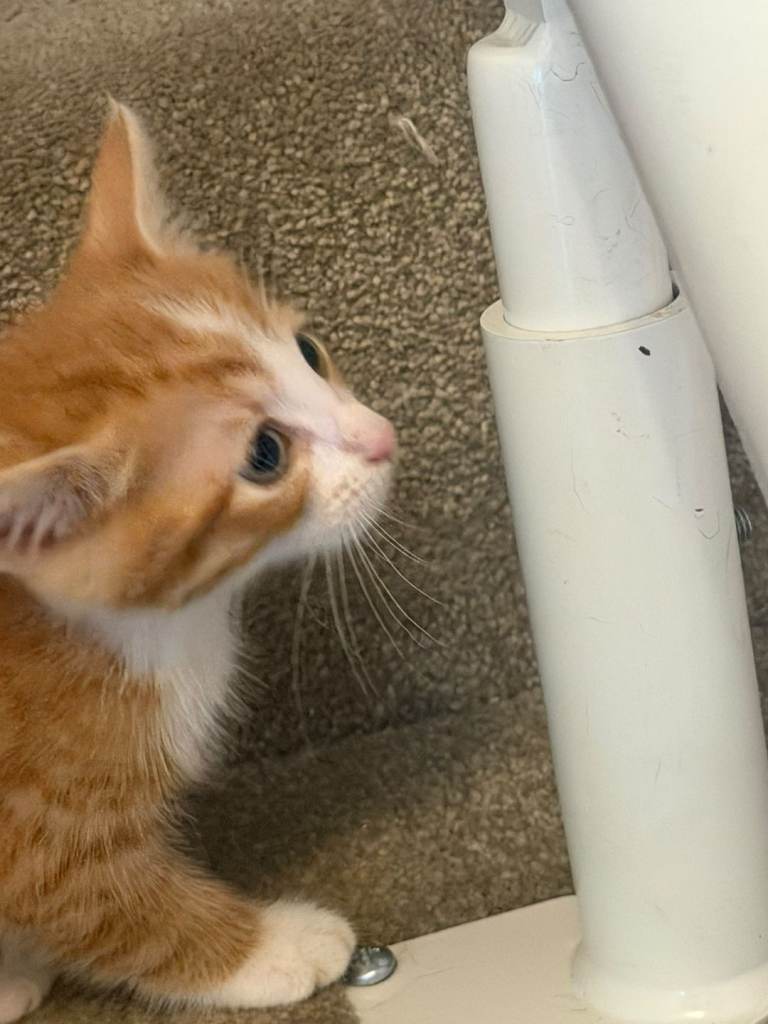 Kitten ginger and White 