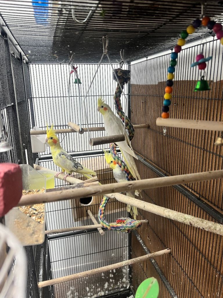 Cocktails&budgies and canaries 