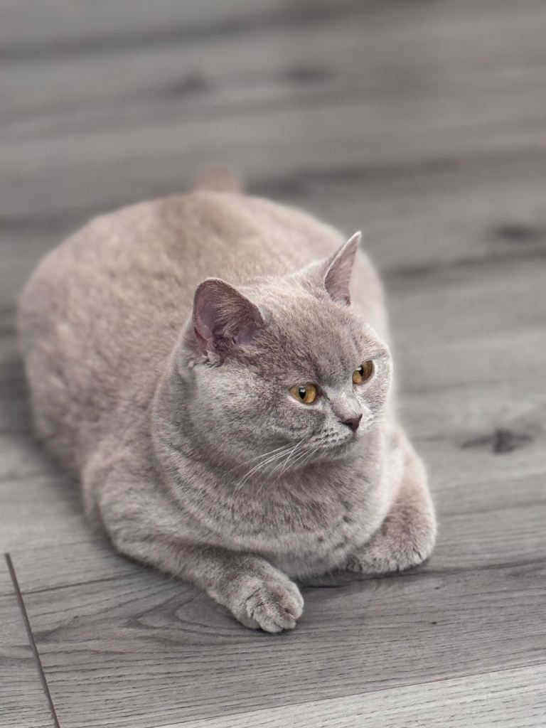 British short hair adult 