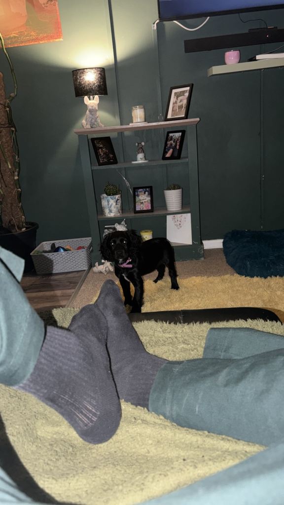 12 week old cocker spaniel puppy