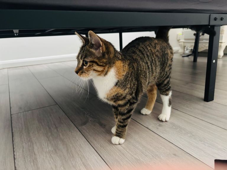 Adorable Female Tabby Kitten 🐱 