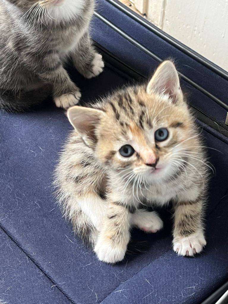 adorable sweet natured cute kitten 