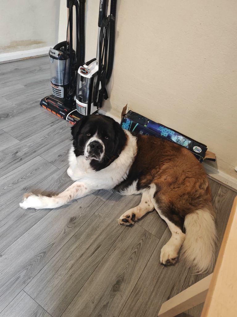 Male Saint Bernard 2 years old 
