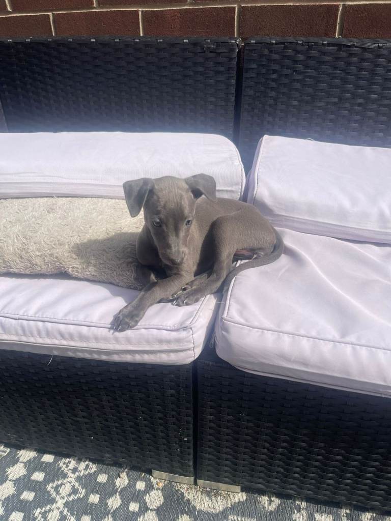 8 week old female blue whippet 
