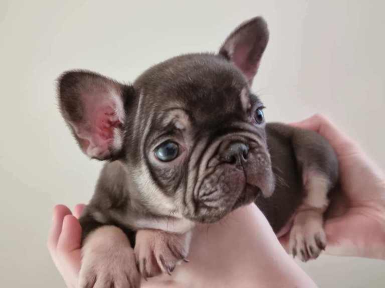 KC registered french bulldog pup! PRICE REDUCED £1400