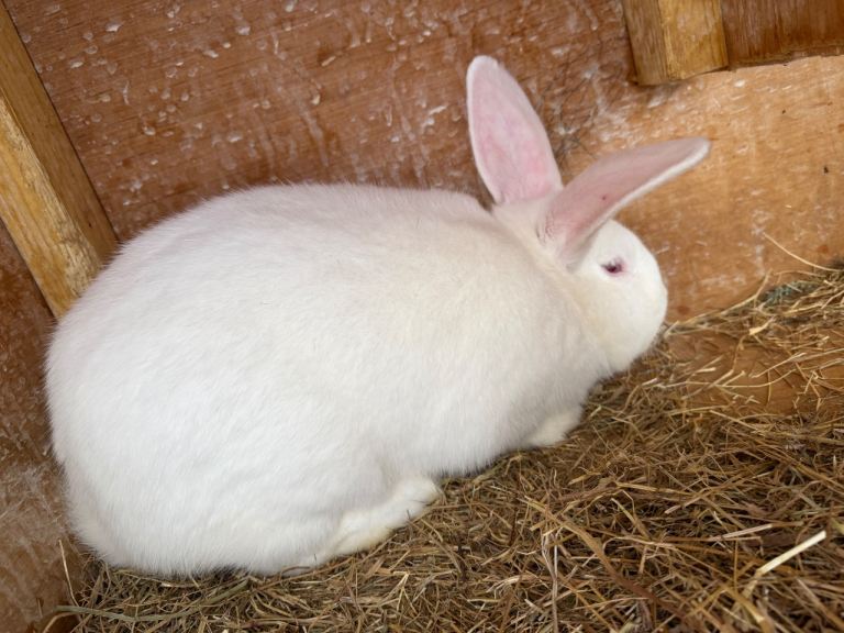New Zealand Adults Rabbits 
