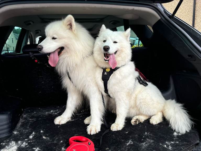Kc Samoyed female for rehome