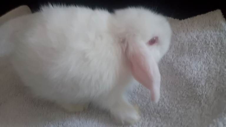  white mini lop male