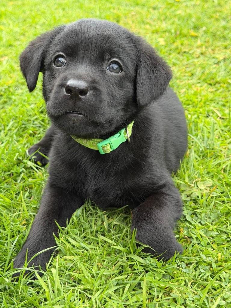 9 Pedigree Black Labrador Retrievers 