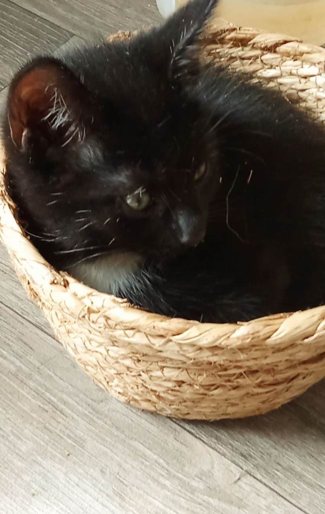 2 ten week old female kittens £80 FOR BOTH!