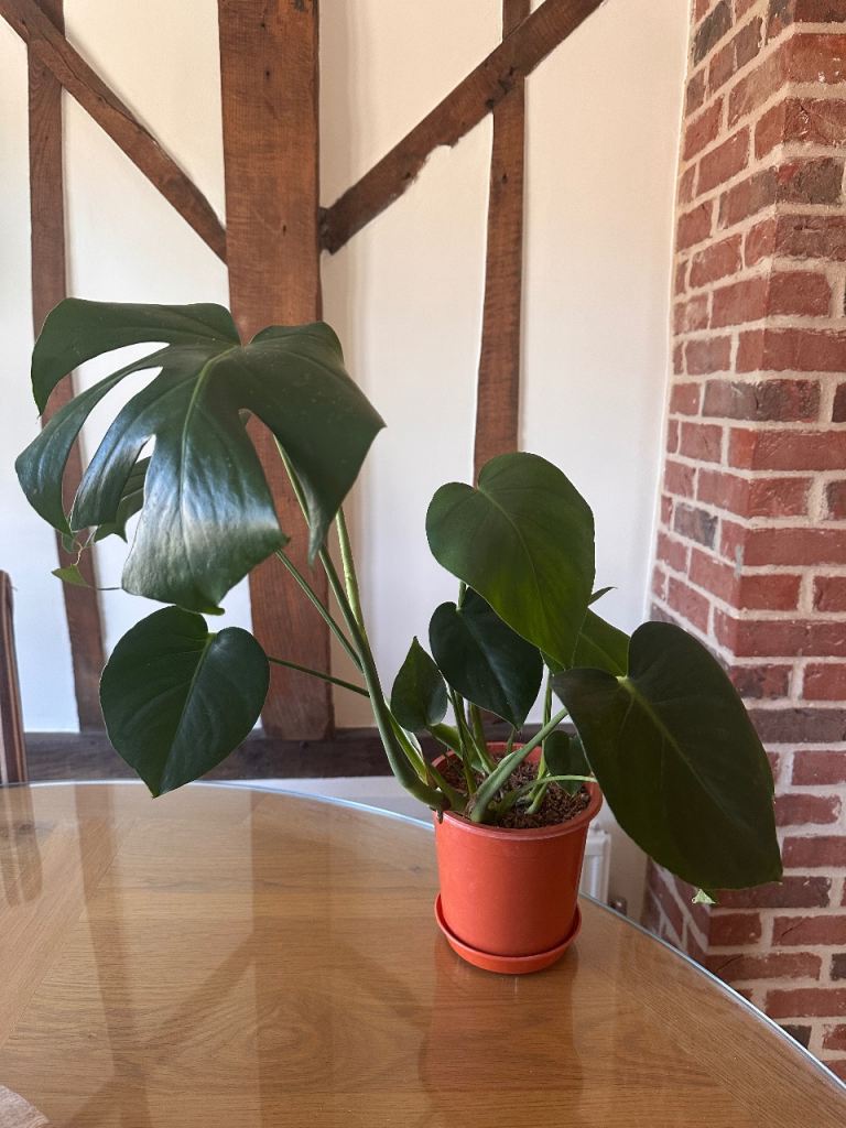 Healthy Monstera Deliciosa Plant