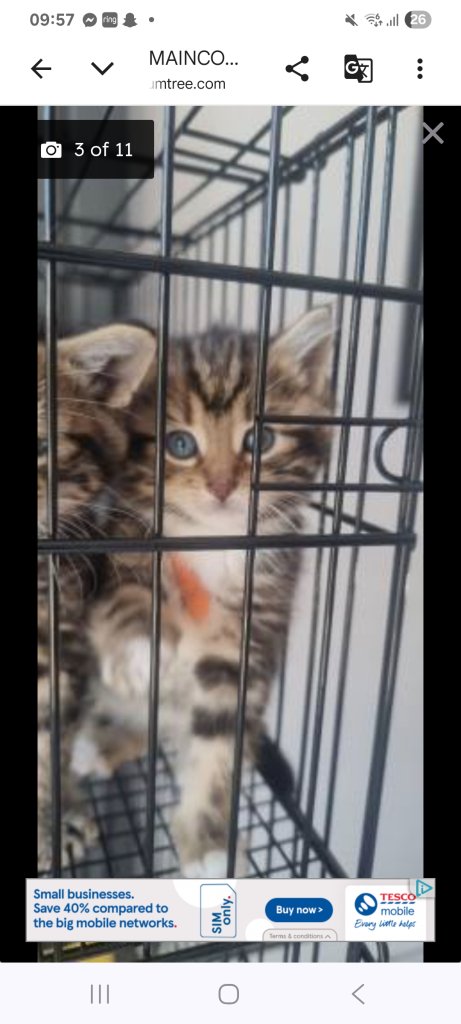 MAINCOON X BENGAL kittens 1 left 