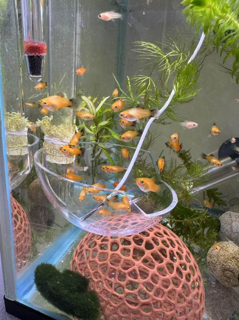 Beautiful small Platy, Guppy & Bristlenose Pleco – Rehoming from Hobby Tank