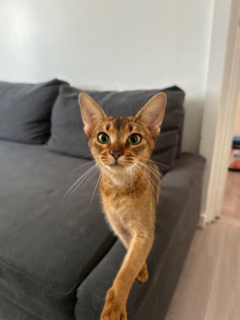 Abyssinian Female cat 