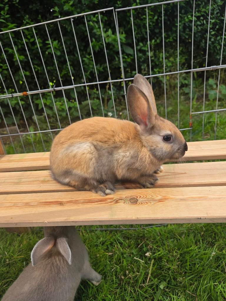  BABY RABBITS