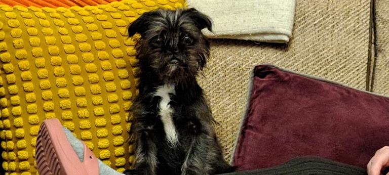 Shih zuh pug cross puppy