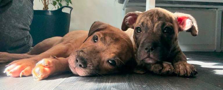 Beautiful staff/mastiff puppies  