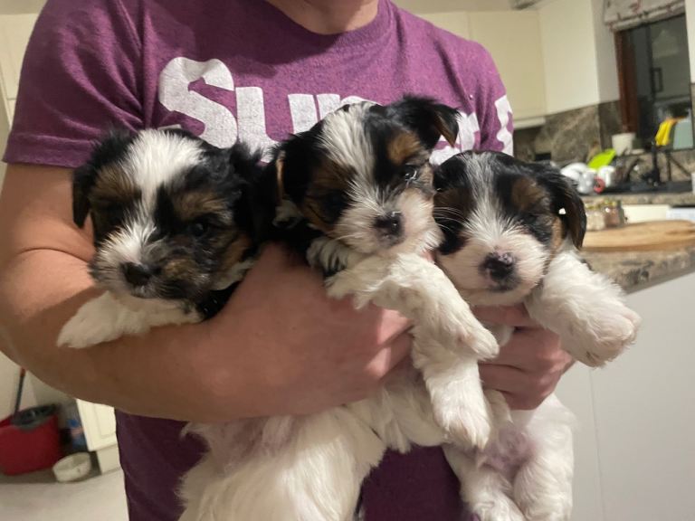 Biewer terrier puppies 