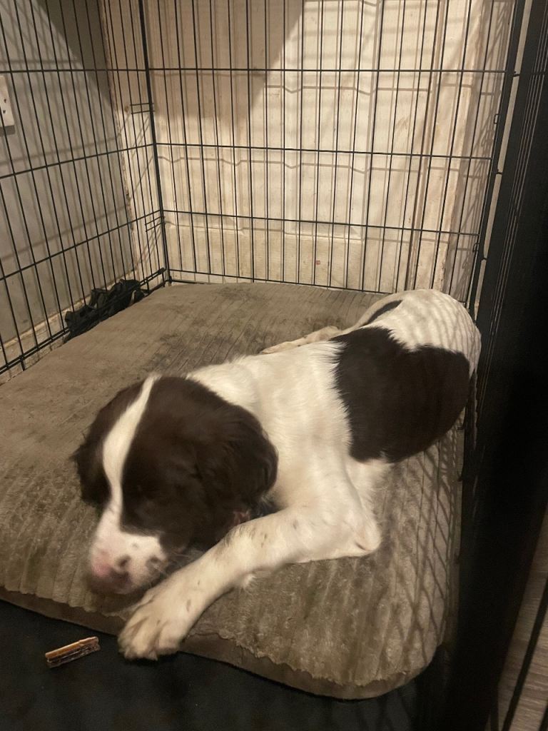 Male English springer