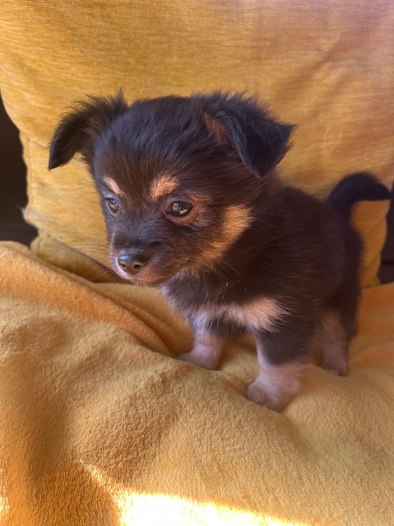 Beautiful, Chihuahuas 