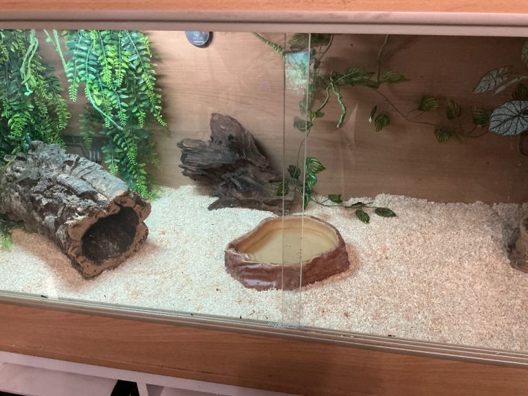 Vivarium set up