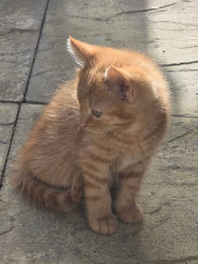 Kittens for sale