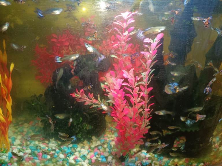 Aquarium 54L, fully stocked with Guppies & Ammo shrimp