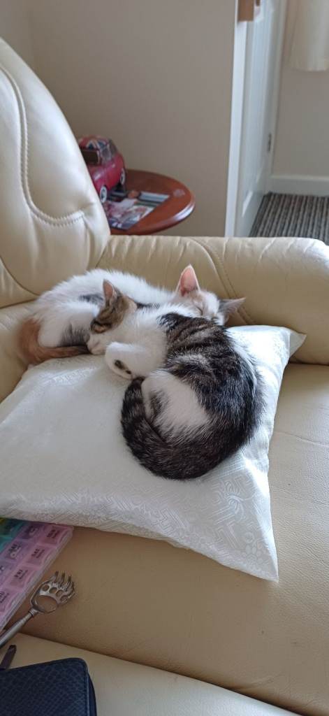 Two female kittens