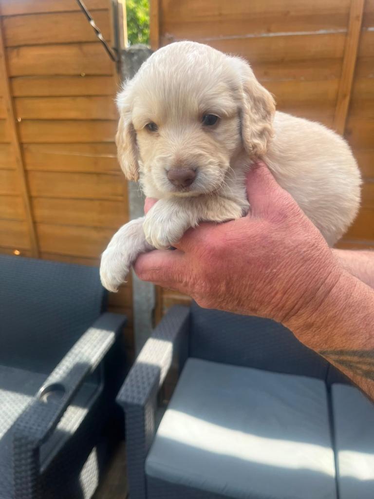 Cockapoo puppies