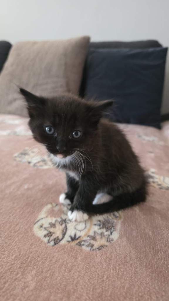 Beautiful kittens for sale