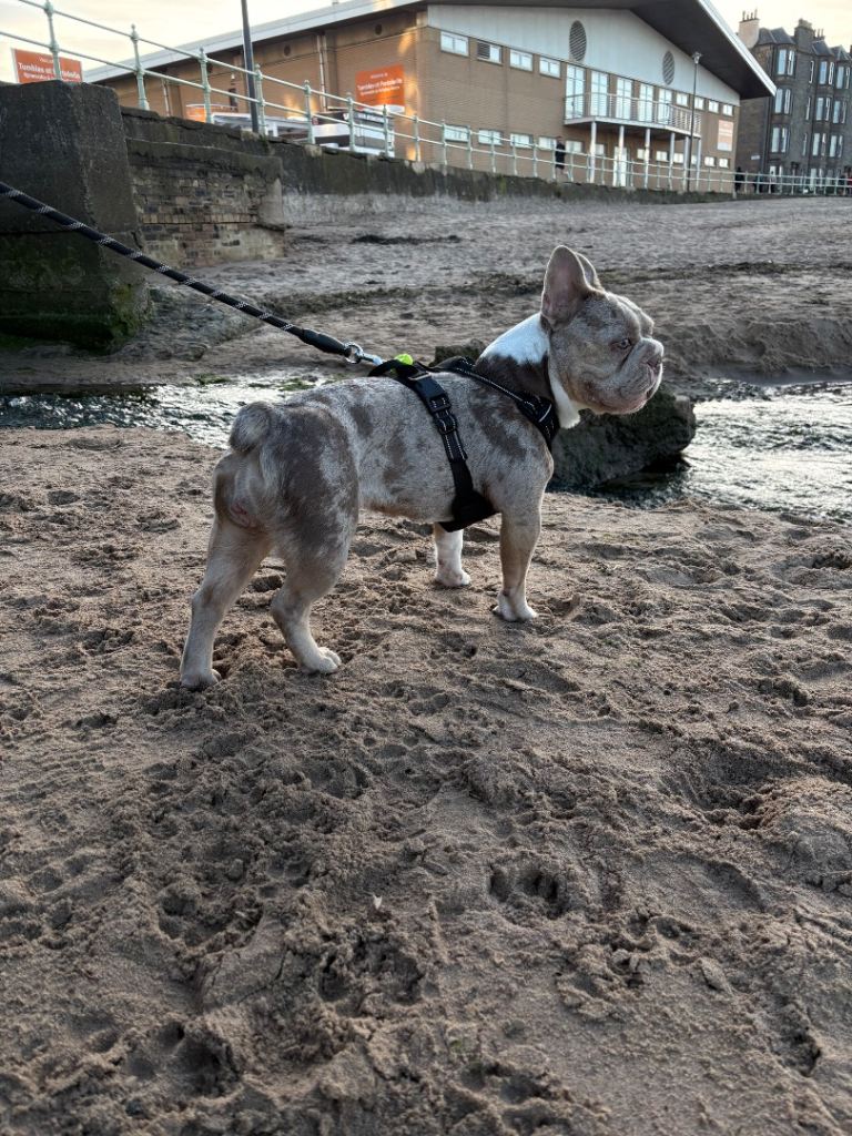 fluffy frenchy