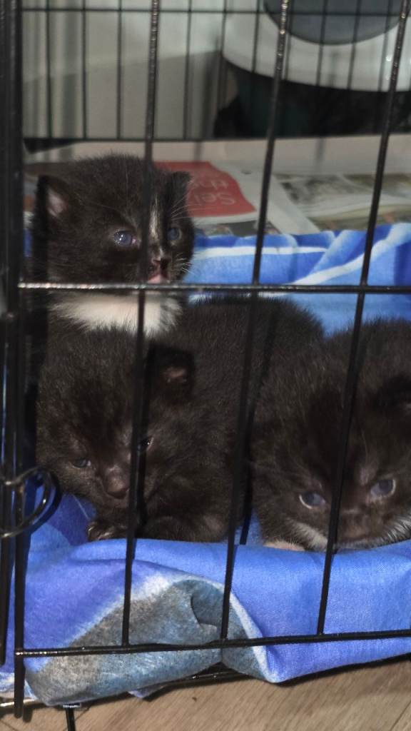 Fluffy kittens for sale 
